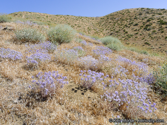 Imagem de Eriastrum densifolium (Benth.) Mason