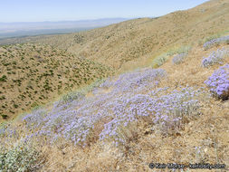 Image of giant woollystar