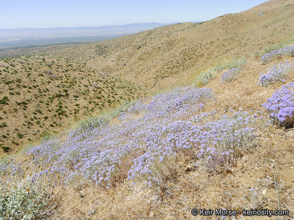 Imagem de Eriastrum densifolium (Benth.) Mason