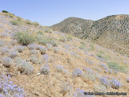 Image of giant woollystar