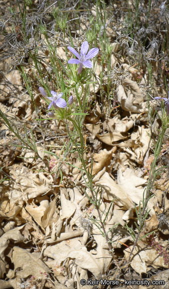 Imagem de Eriastrum densifolium (Benth.) Mason