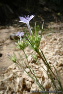 Image of giant woollystar