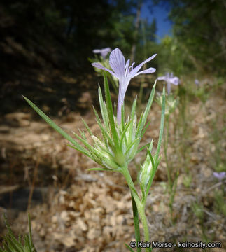 Imagem de Eriastrum densifolium (Benth.) Mason