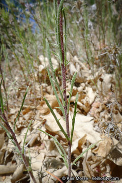 Imagem de Eriastrum densifolium (Benth.) Mason