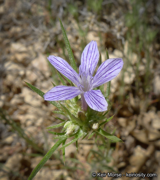 Imagem de Eriastrum densifolium (Benth.) Mason