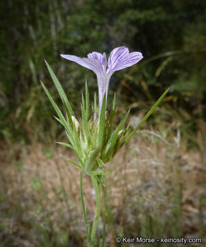 Imagem de Eriastrum densifolium (Benth.) Mason