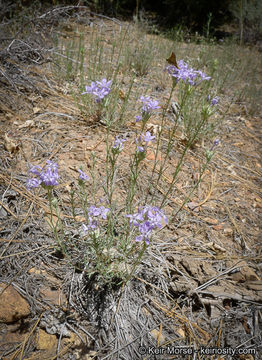 Imagem de Eriastrum densifolium (Benth.) Mason