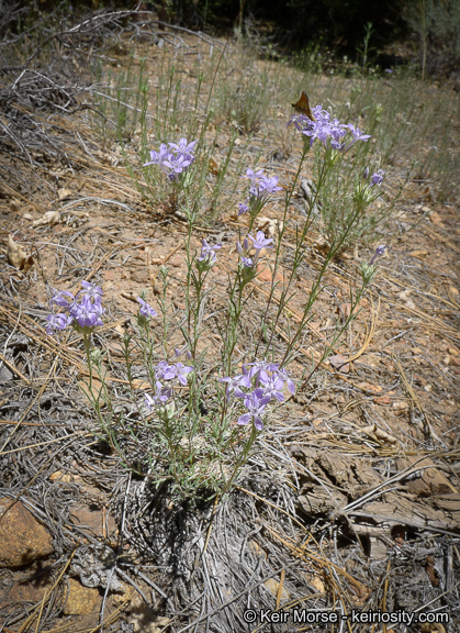 Image of giant woollystar