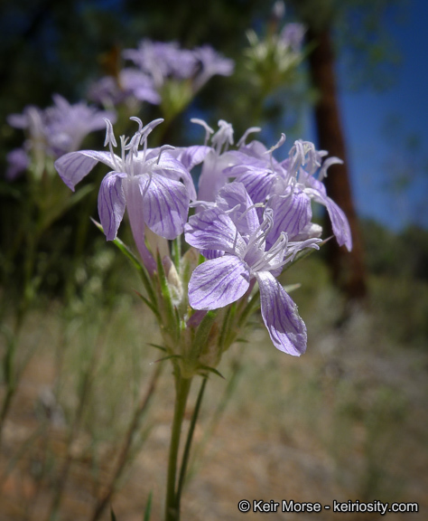 Imagem de Eriastrum densifolium (Benth.) Mason