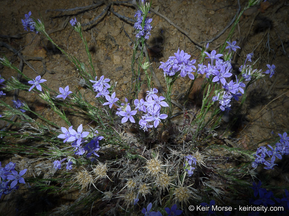 Imagem de Eriastrum densifolium (Benth.) Mason