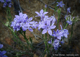 Imagem de Eriastrum densifolium (Benth.) Mason