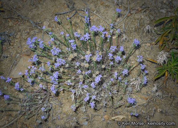 Imagem de Eriastrum densifolium (Benth.) Mason