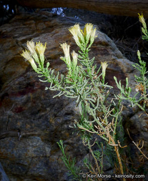 Imagem de Ericameria brachylepis (A. Gray) Hall