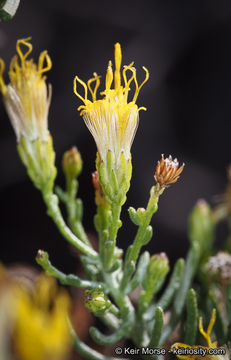 Image of chaparral goldenbush