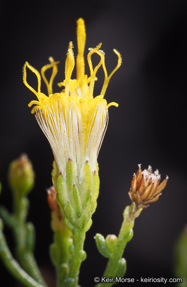 Imagem de Ericameria brachylepis (A. Gray) Hall