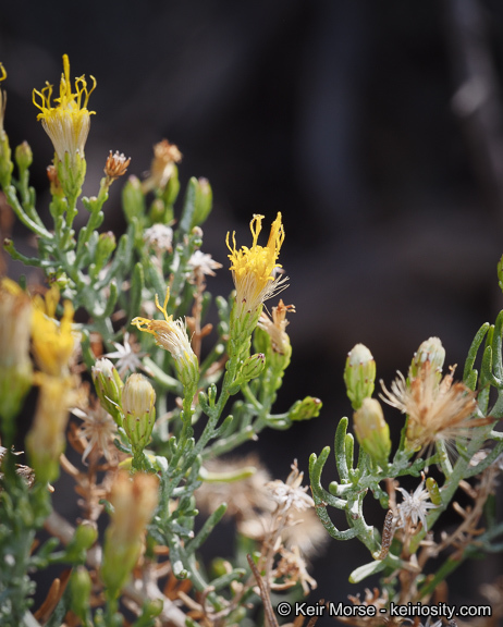 Imagem de Ericameria brachylepis (A. Gray) Hall