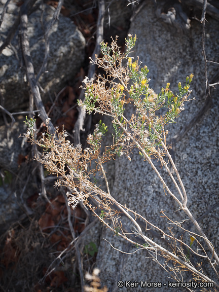 Imagem de Ericameria brachylepis (A. Gray) Hall