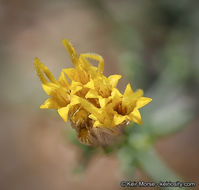 Imagem de Ericameria brachylepis (A. Gray) Hall