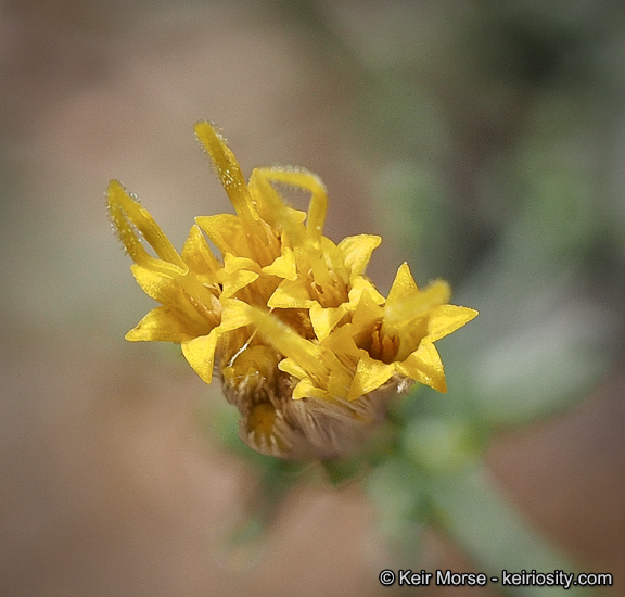 صورة Ericameria brachylepis (A. Gray) Hall