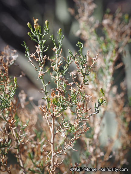 صورة Ericameria brachylepis (A. Gray) Hall