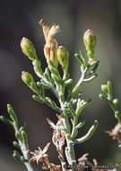 Imagem de Ericameria brachylepis (A. Gray) Hall