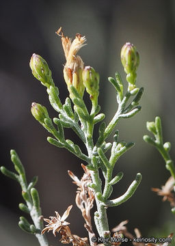 Image of chaparral goldenbush