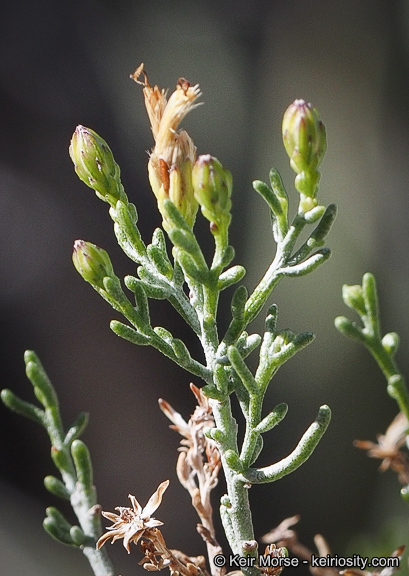 Imagem de Ericameria brachylepis (A. Gray) Hall