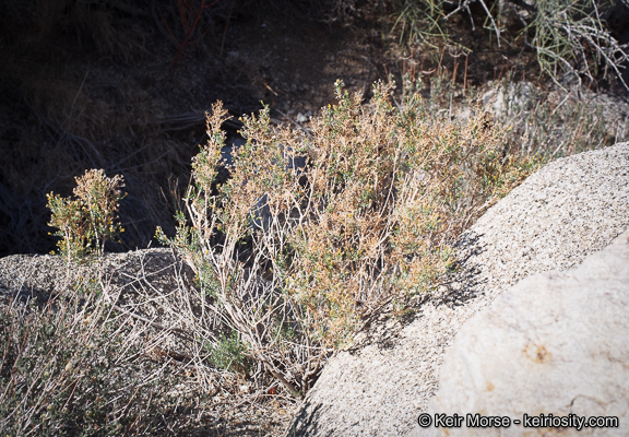 صورة Ericameria brachylepis (A. Gray) Hall