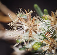 Imagem de Ericameria brachylepis (A. Gray) Hall