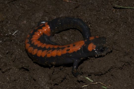 Image of Bell's False Brook Salamander