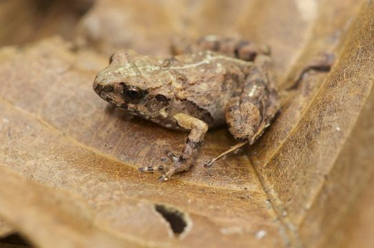 Image of Pygmy Free-fingered Frog