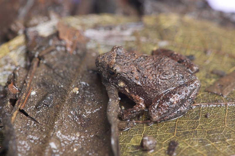 Image of Pygmy Free-fingered Frog