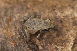 Image of Pygmy Free-fingered Frog