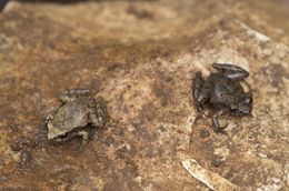 Image of Pygmy Free-fingered Frog