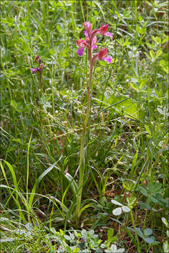 Image of Butterfly orchid