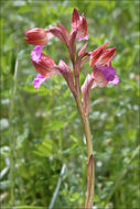 Image of Butterfly orchid