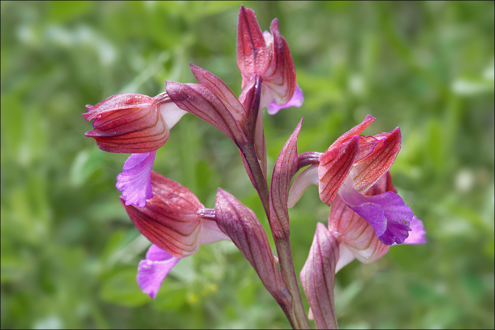 Image of Butterfly orchid