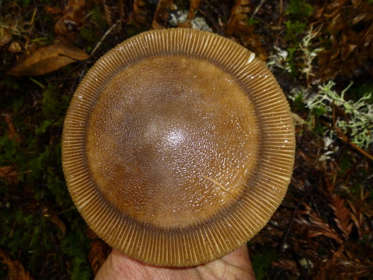 Image of Amanita pachycolea D. E. Stuntz 1982