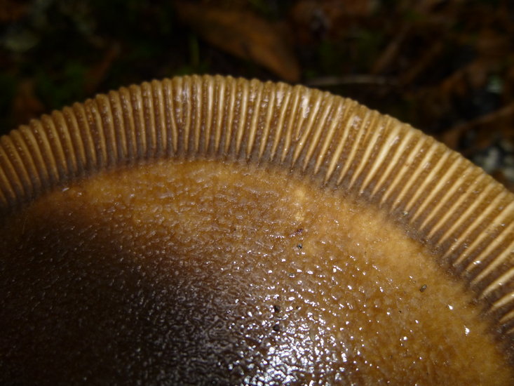 Image of Amanita pachycolea D. E. Stuntz 1982