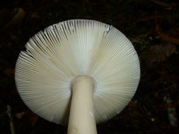 Image of Amanita pachycolea D. E. Stuntz 1982