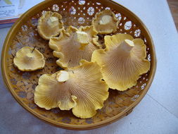 Image of Chanterelle