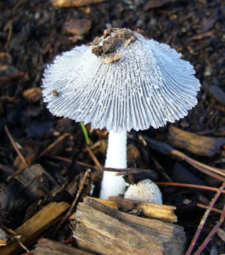 Image of <i>Coprinus lagopus</i>