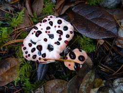 Image de Hydnellum peckii Banker 1912