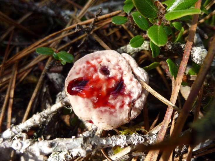 Image de Hydnellum peckii Banker 1912