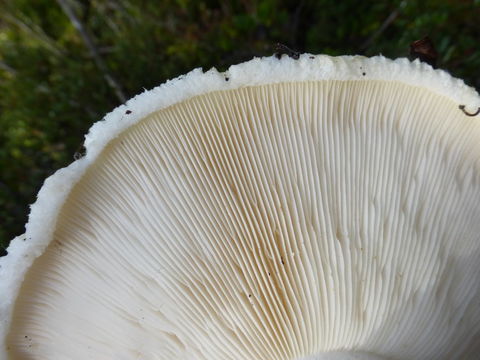 Image of White Matsutake