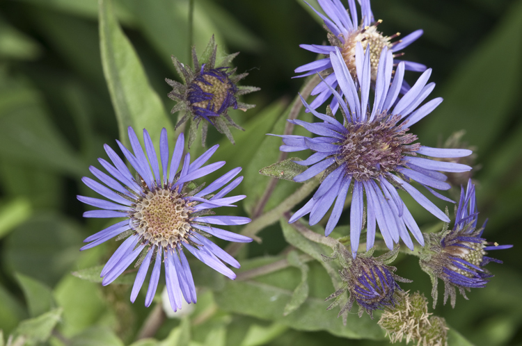 Image of Canada-Aster