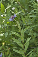 Image of Canada-Aster