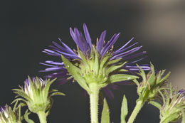 Image of Canada-Aster