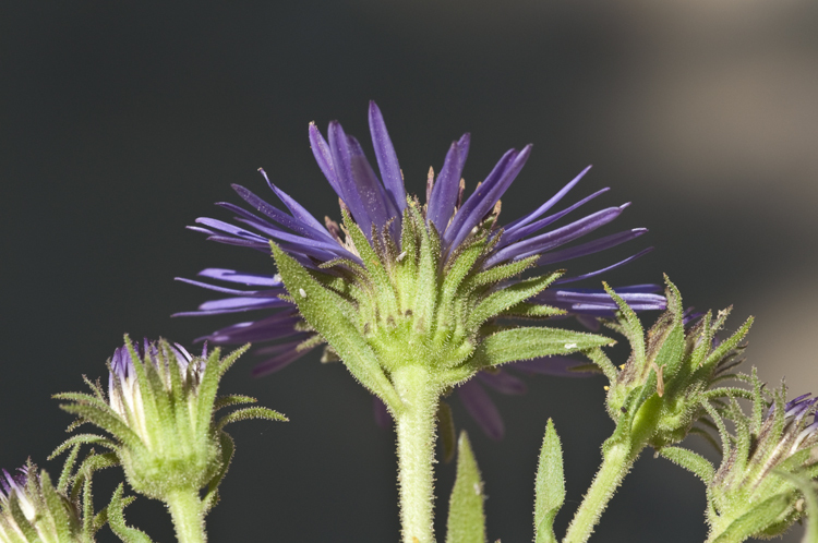 Image de Canadanthus modestus (Lindl.) G. L. Nesom