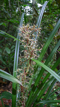 Image of Becquerelia cymosa Brongn.